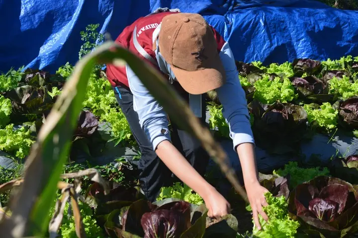 Artikel KKN Universitas Al Ghifari: Hijau yang siap dipetik didesa pasir Angling