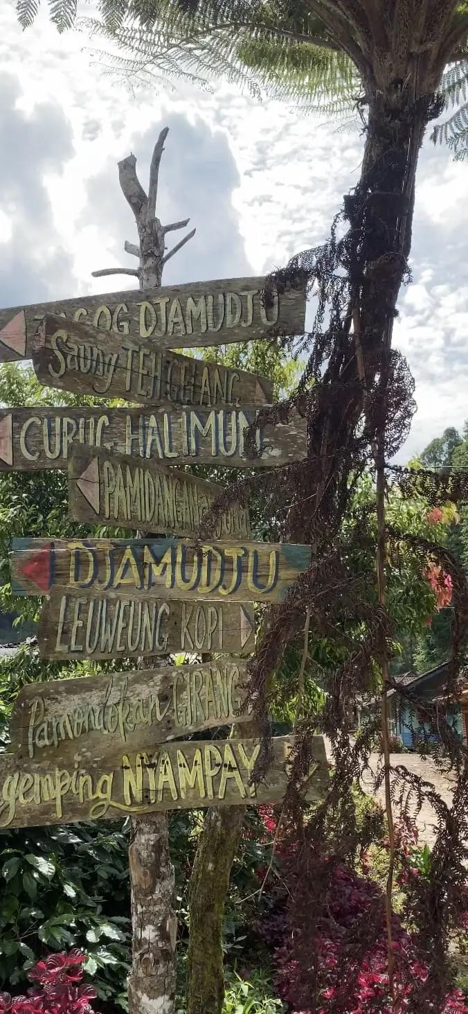 Artikel KKN Universitas Al Ghifari: Panen Kopi dan Observasi Tempat Wisata Stamplat Girang