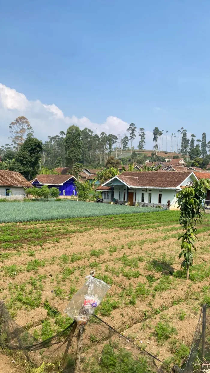Artikel KKN Universitas Al Ghifari: Belajar dari Hamparan Ladang Desa Sukapura